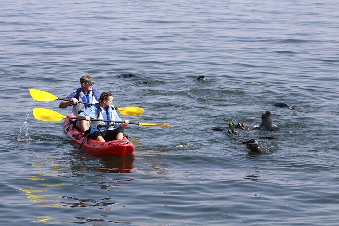 Mola Mola Kayaking Experience with a Licensed Guide - From Walvis Bay Waterfront to Pelican Point: The Day’s Big Setup