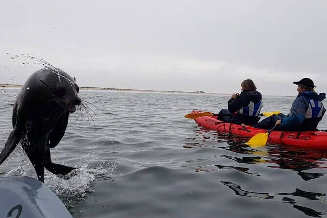 Mola Mola Kayaking Experience with a Licensed Guide - Seals From a Kayak: What the Wildlife Time Really Delivers