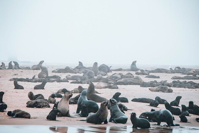Mola Mola Marine Dolphin Cruise & Beach Braai on Pelican Point - Walvis Bay to Pelican Point: how the morning unfolds