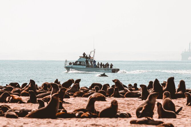Mola Mola Marine Dolphin Cruise & Beach Braai on Pelican Point - Pelican Point Peninsula: what a beach drop-off adds