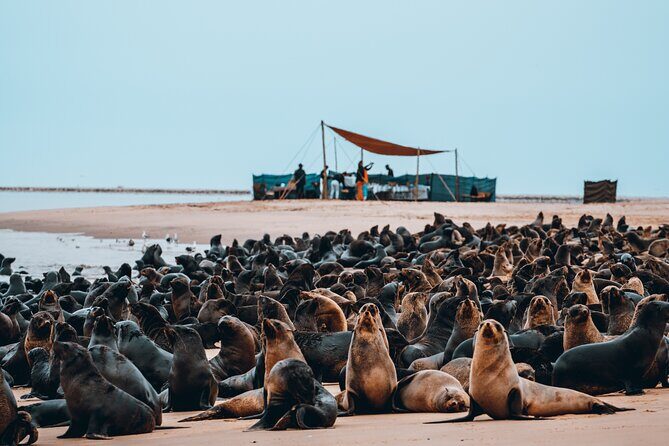 Mola Mola Marine Dolphin Cruise & Beach Braai on Pelican Point - Timing, duration, and what to expect when you’re on the clock