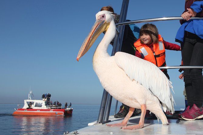 Mola Mola Marine Dolphin Cruise from the Walvis Bay Waterfront to Pelican Point - Morning Cruise on a Catamaran That’s Built for Wildlife