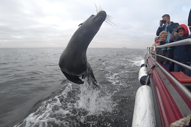 Mola Mola Marine Dolphin Cruise from the Walvis Bay Waterfront to Pelican Point - The Wildlife You’ll Actually Look For (and How It Shows Up)