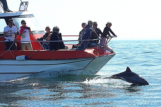 Mola Mola Marine Dolphin Cruise from the Walvis Bay Waterfront to Pelican Point - Onboard Food and Drinks: Oysters, Wine, and Desserts Without the Rush