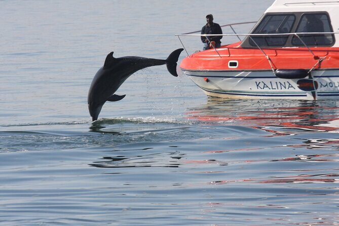 Mola Mola Marine Dolphin Cruise from the Walvis Bay Waterfront to Pelican Point - What You’re Really Paying For: Value Beyond the Sticker Price