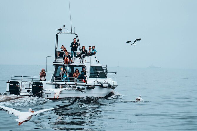 Mola Mola Marine Dolphin Cruise from the Walvis Bay Waterfront to Pelican Point - Weather Rules and What to Pack for a Better Ride