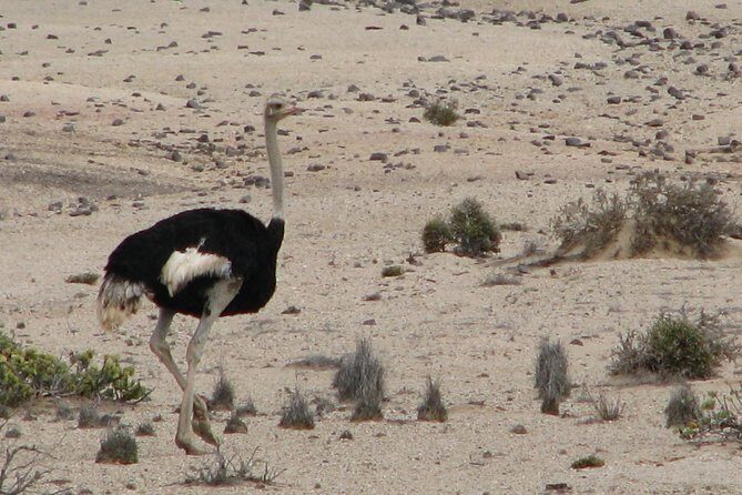 NAMIB DESERT TOURS, Full-Day and Half-Day Tours from Swakopmund, Namibia - A Small-Group Desert Day from Swakopmund