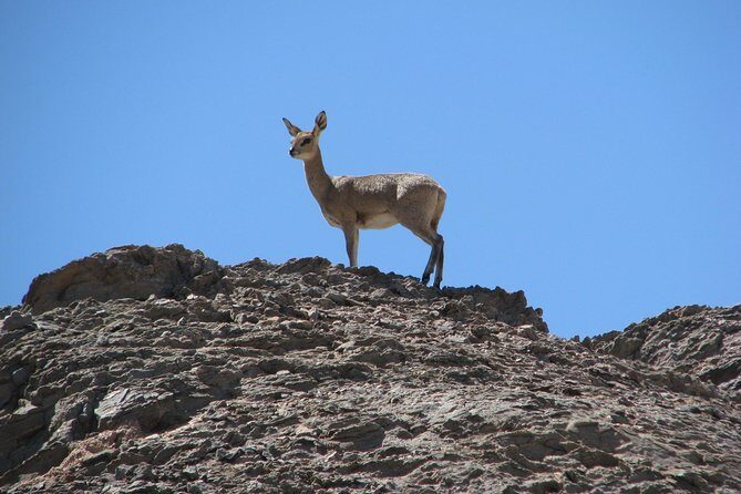 NAMIB DESERT TOURS, Full-Day and Half-Day Tours from Swakopmund, Namibia - Who Should Book This Tour (and Who Should Choose the 4-Hour Option)?