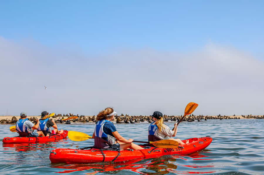 Pelican Point: Kayak with Seals Experience - Price and value: is $200 per person worth 4 hours?