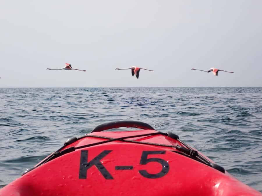 Pelican Point: Kayak with Seals Experience - Pelican Point: wildlife-first kayaking in Walvis Bay