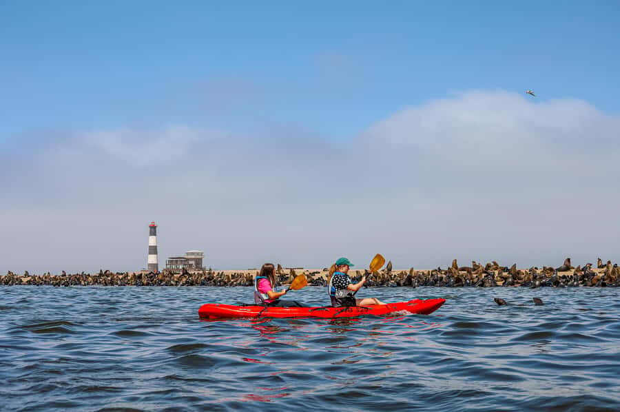 Pelican Point: Kayak with Seals Experience - The catamaran ride: pelicans and seals before you paddle