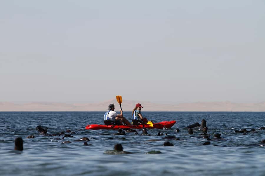 Pelican Point: Kayak with Seals Experience - Kayak glam-camp setup: storage, splash suits, and real practicality