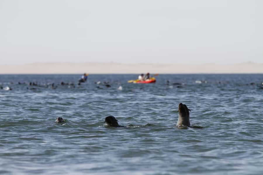 Pelican Point: Kayak with Seals Experience - Paddling in cold Atlantic water with seals all around you