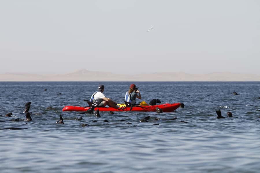 Pelican Point: Kayak with Seals Experience - Wildlife odds: pelicans, lots of birds, and possible whale or dolphin