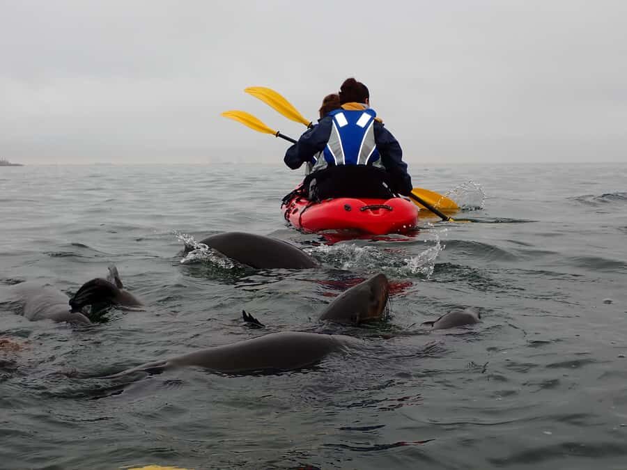 Pelican Point: Kayak with Seals Experience - What you do when you get back: coffee, light breakfast, and reset
