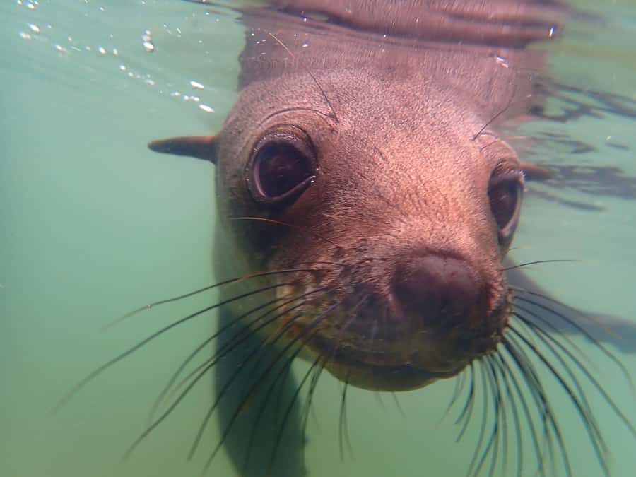 Pelican Point: Kayak with Seals Experience - Meeting at Walvis Bay Waterfront and the short hop to the action