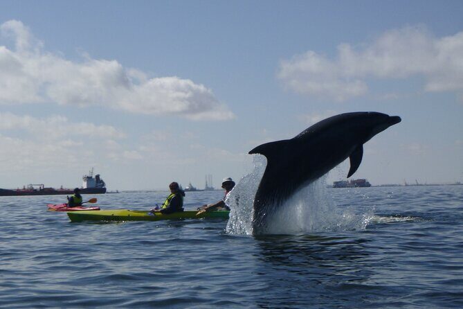 Pelican Point Kayaking Half-Day Tour - Key points to know before you go
