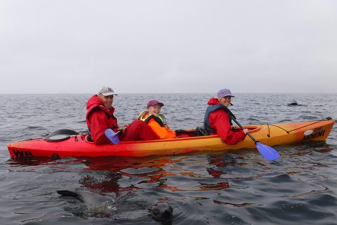 Pelican Point Kayaking Half-Day Tour - The Kayaking Portion: Paddle on the Protected Side and Get Real Seal Time