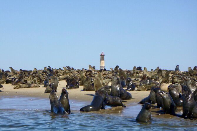 Pelican Point Kayaking Half-Day Tour - Wildlife Stops That Break Up the Drive: Flamingos, Pelicans, Cormorants