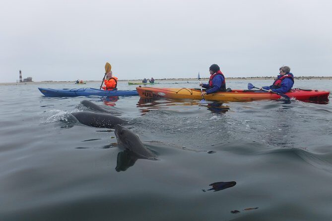 Pelican Point Kayaking Half-Day Tour - Guides Like SJ and Jasmine: The Difference Between Seeing Seals and Understanding Them