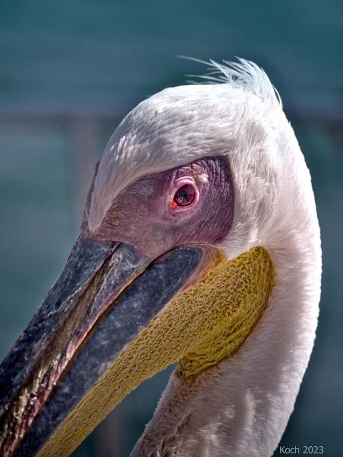 Pelican Point Peninsula Tour - Key points at a glance