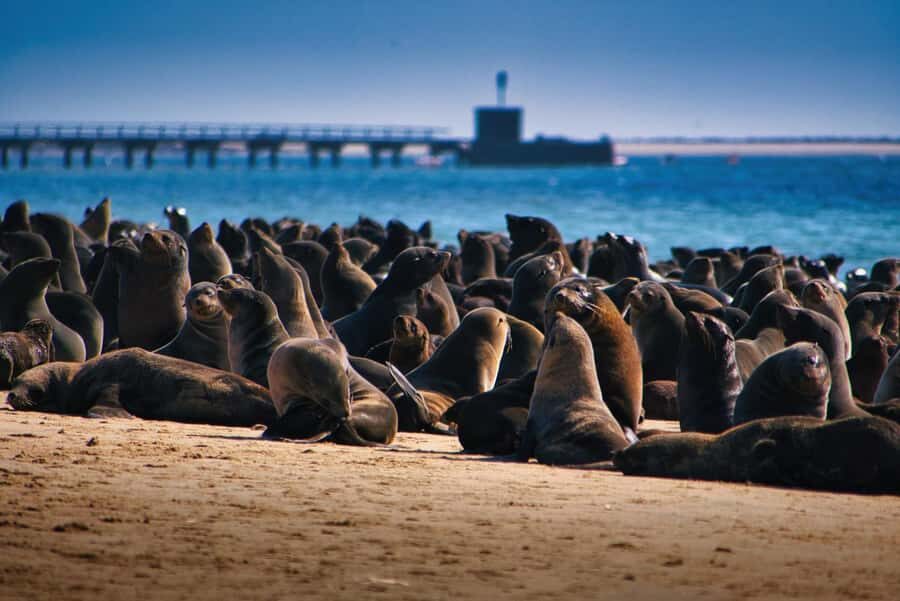 Pelican Point Peninsula Tour - Why Pelican Point works as a short Namibia outing