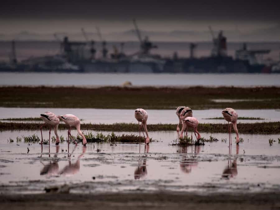 Pelican Point Peninsula Tour - Salt refining at a major solar production plant in Africa