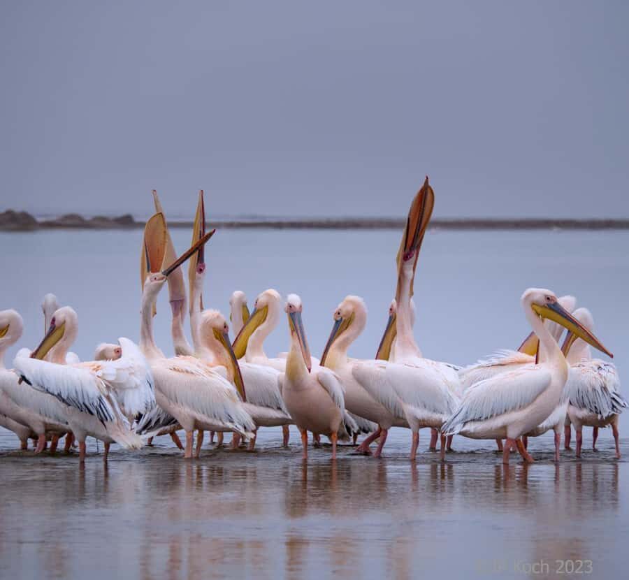 Pelican Point Peninsula Tour - What to bring for a comfortable, photo-ready day