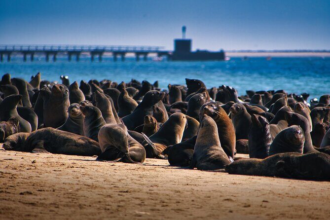 Pelican Point Peninsula Tour- visit the seal colony - Pelican Point Peninsula: A compact off-road wildlife hit