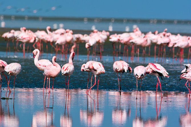 Pelican Point Peninsula Tour- visit the seal colony - Starting at the Walvis Bay Waterfront: where the day feels easy