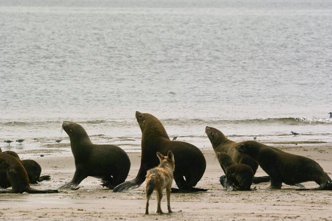 Pelican Point Peninsula Tour- visit the seal colony - Walvis Bay Salt Refinery: solar salt you can actually picture