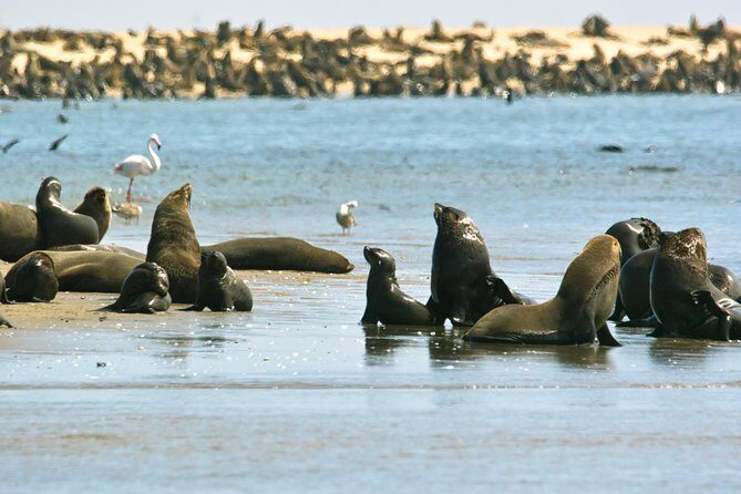 Pelican Point Peninsula Tour- visit the seal colony - Shipwreck and Pelican Point Lighthouse: coastal drama in a short stop