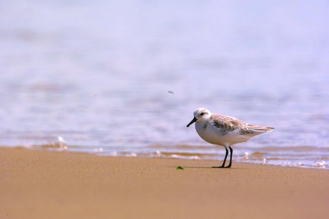 Pelican Point Peninsula Tour- visit the seal colony - Group size, private vehicle comfort, and what to pack