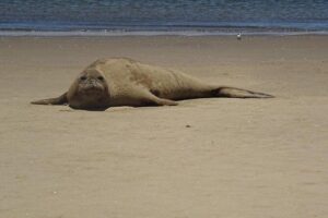 Pelican Point Seal Colony 4x4 Tour - Pelican Point itself: seals up close and the dunes in between