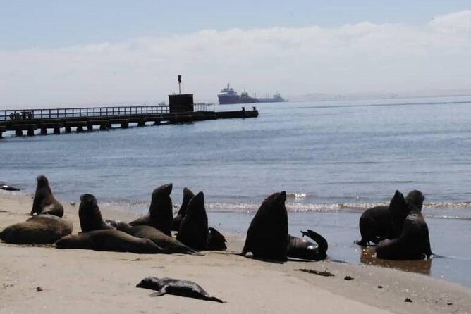 Pelican Point Seal Colony 4x4 Tour - Group size, guides, and the vibe you’ll feel on the day
