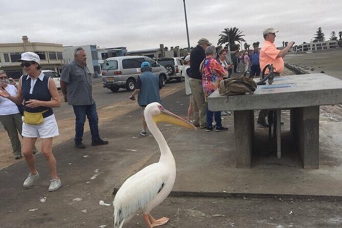 Pelican Point tours,Lagoon tours, Dune7 Adventure - Key Highlights You’ll Want to Plan For