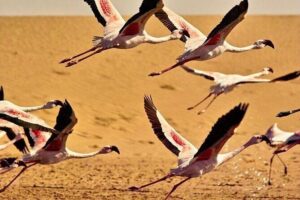 Pelican Point tours,Lagoon tours, Dune7 Adventure - Coastal Stops Beyond Wildlife: Shipwreck Story and Birdwatching Beats