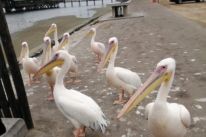 Pelican Point tours,Lagoon tours, Dune7 Adventure - Who This Tour Fits Best (and Who Might Skip It)