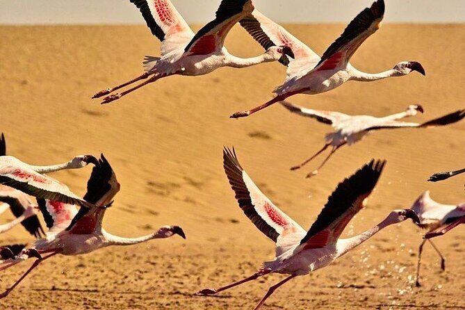 Pelican Point tours,Lagoon tours, Dune7 Adventure - Coastal Stops Beyond Wildlife: Shipwreck Story and Birdwatching Beats