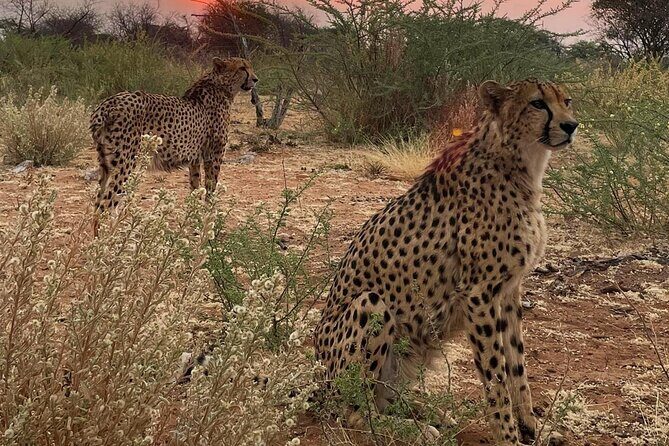 Predator Encounter: Half-Day Carnivore Feeding Windhoek - Naankuse carnivore feeding near Windhoek: what you’re signing up for