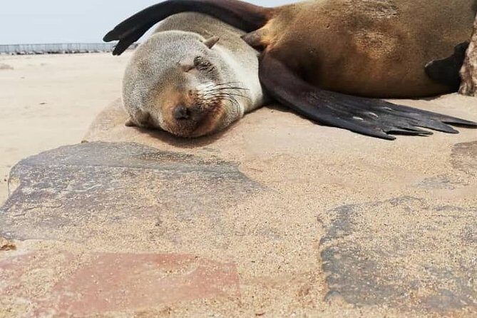 Private Half Day Coast Tour of Walvis Bay and Swakopmund City - Price and logistics: what $201.54 per person really buys you