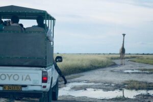 Safari in Etosha national park with professional tour guides born in Etosha. - Why local Etosha-born guides change your odds
