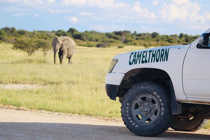 Safari in Etosha national park with professional tour guides born in Etosha. - The day’s flow: from Etosha Pan to watering holes