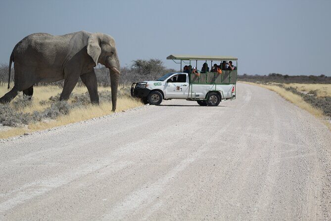 Safari in Etosha national park with professional tour guides born in Etosha. - Big Four strategy: how the guide focuses your search