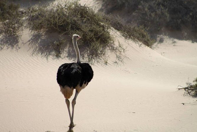 Sandwhich Harbour Dune 4x4 Full Day - Pelican Point Peninsula and the Cape Fur Seal Colony: The Other Half of the Day