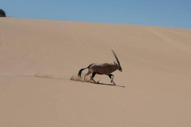 Sandwich Harbour 4x4 guided tours.Join us for an awe inspiring adventure. - The 4.5-hour plan: pickup, dunes, lagoon time, then back again