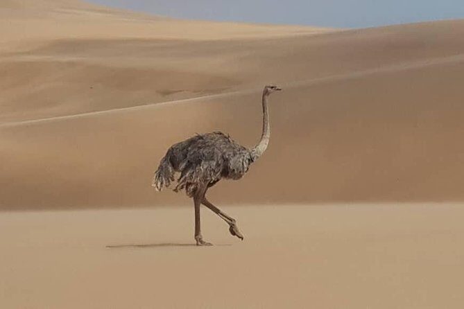 Sandwich Harbour 4x4 guided tours.Join us for an awe inspiring adventure. - Price and value: is $143.78 fair for 4.5 hours of dune time?