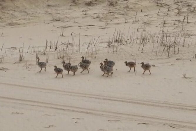 Sandwich Harbour 4x4 Private Guided Tour - Your very own private tour! - Price and value: what you’re really paying for at $289.07