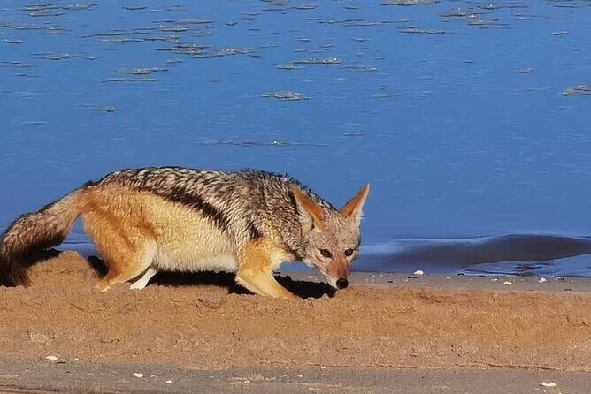 Sandwich Harbour 4x4 Private Guided Tour - Your very own private tour! - Who this tour suits best (and who might want a different option)