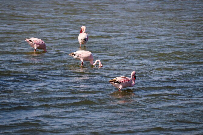 Sandwich Harbour 4x4 Tour - Sandwich Harbour: where the desert drops into the sea